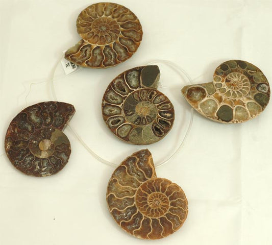 Ammonite Fossils